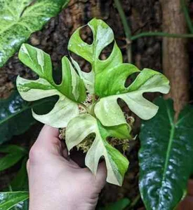 Rhaphidophora Tetrasperma Fitosanitario Variegado 4-5 Hojas Libre - Imagen 1 de 5