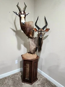 [Set of 2] African Antelopes Display Mounted [JG] - Picture 1 of 1