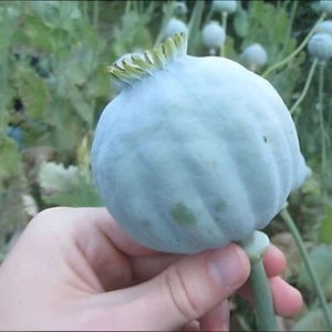 1000 Giant Rattle Poppy Seeds - P. Somniferum - Massive Seed Heads&Huge Blooms - Picture 1 of 12