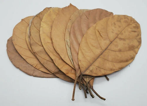 Dried Jack Fruit Leaves best Fish Aquarium Care - Image 1 of 2