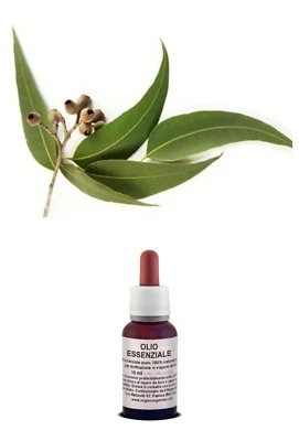 IL REGNO VEGETALE OLIO Essenziale Puro EUCALIPTO Naturale USO Alimentare /Cosmetico AROMATERAPIA