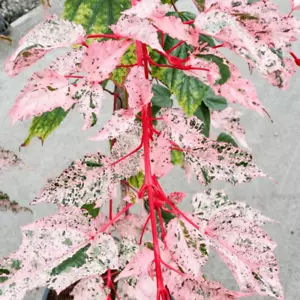 Acer Tree Red Flamingo Pink Winter Wood Maple 3L Pot XXL Plants to your door - Picture 1 of 13