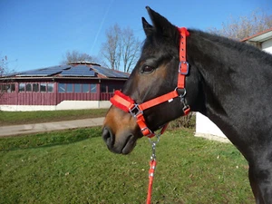 *Halfter NEU Rot, 2 fach Unterlegt mit Strick * Pony - Bild 1 von 1