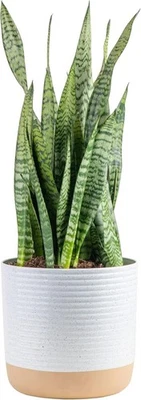 Premium Live Indoor Snake Sansevieria Floor Plant Shipped in Décor Planter, 2... - Image 1 of 4