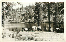 ELKO CTY. NV RUBY MOUNTAINS PACK HORSES TRAIN AT RIVER RPPC P/C