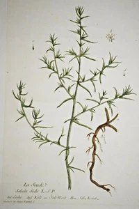 The Original Strong Lye Genevieve Nangis Regnault Botanical Engraving 1774 - Picture 1 of 3