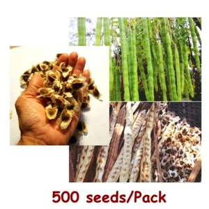 500 Samen getrocknete Moringa Oleifera Samen Bio Kräuter natürliche Gesundheit Haut Haare  - Bild 1 von 12