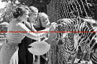 F000689 Three women at the zoological gardens feeding zebras. BdM. Germany 1930s