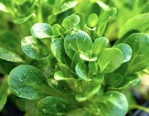 800x Corn Salad Lambs Lettuce Seeds - Vegetable - Picture 1 of 1