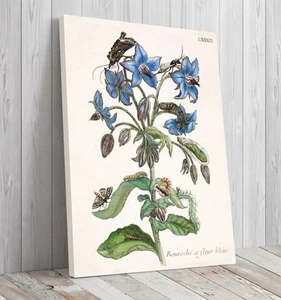 Borretsch von Maria Sibylla Merian, montierte Leinwand fertig zum Aufhängen - Bild 1 von 8
