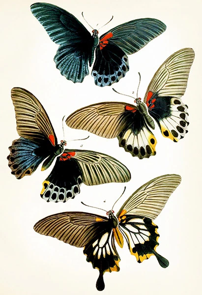 Papilio Memnon - 1864 - Butterfly Illustration Poster - Image 1 of 1