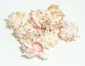 Cáscara marina de cangrejo cangrejo marino ermitaño rosa Murex Phyllonotus erithrostomu 3 1/2""-4"" (9 piezas) #JC-41 - Imagen 1 de 6