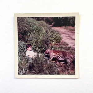 60er Jahre Leopard & Tiertrainer Foto • Square Color Photo - Bild 1 von 2