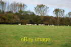 Photo 6x4 Cattle grazing on the flood plain of the Medway. Cinder Hill  c2008
