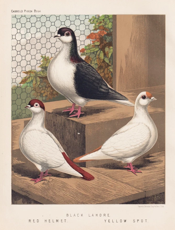 pigeon Taube pigeons Tauben Black Lahore Red Helmet Spot Lithograph Ludlow 1870 - Bild 1 von 1
