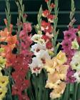 Butterfly Gladioli Pack x10 Mixed Colours WPC Prins Quality Bulbs