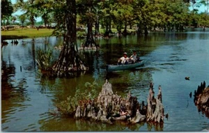 Vtg TN Postcard Waterfront Cypress Knees Reelfoot Lake State Park Tiptonville - Picture 1 of 2