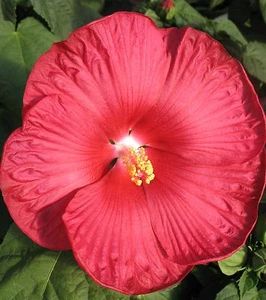 15+ RED DINNER PLATE HIBISCUS FLOWER SEEDS / HUGE 10-12 INCH BLOOMS / PERENNIAL - Picture 1 of 4