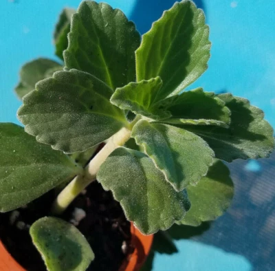 Plectranthus Neochilus Fuzzy Lobster Flower Swedish Ivy Spur Flower 5x Cuttings - Image 1 of 3