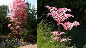 Toona sinensis (Chinese Mahogany / Cedar) 10 Tree Seeds •RARE Bonsai Garden UK   - Picture 1 of 7