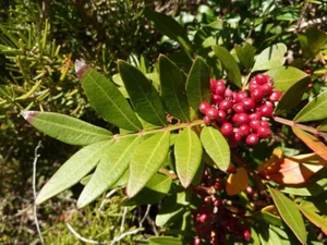 10 GRAINES DE LENTISCUS "PISTACIA LENTISCUS" + CADEAU GRATUIT - Imagen 1 de 1