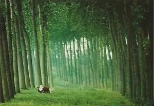 Postcard Martin Kers, Photographer "Nisse III, Zeeland" 1998 MINT Unused - Picture 1 of 1