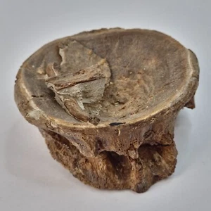 Xiphactinus Vertebra Fish Fossil - Niobrara Chalk Fm. - KS - Cretaceous - Picture 1 of 8