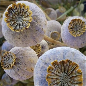 Pat's Poppies - The Giant  1,333+ Papaever Somniferum Var. Giganteum Poppy Seeds - Picture 1 of 6