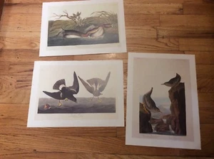 3 Uccellini d'America 10 x 14 stampe Audubon Anatre - Foto 1 di 7