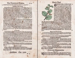 Hazelnut Walnuts Nut Tree Herb Book Herbs Herbal Botany Lonitzer 1564 - Picture 1 of 1