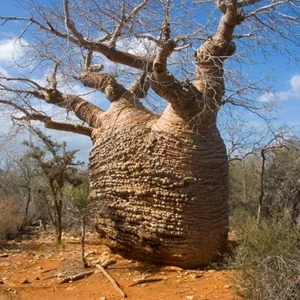 Fony baobab (Adansonia rubrostipa) - 3 seeds - Bild 1 von 4