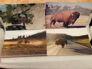 4 fotos personales de bisontes de Yellowstone de 2001 *usados* BT1 - Imagen 1 de 8