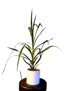Dragon Blood Tree Dracaena Draco Live Plant in Pot 3 Years Old over 80 cm Tall - Picture 1 of 6