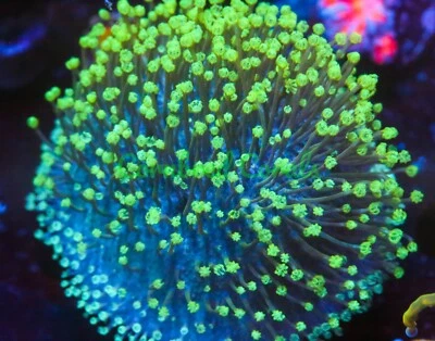 Cornbred's Neon Lights Toadstool - Frag - CORAL VIVO Foto 1 de 2