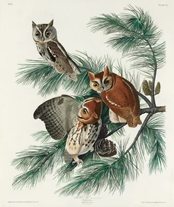 12173.Impresión de póster o decoración de pared de lienzo. Diseño artístico de la habitación. Pájaro Audubon. Búho moteado - Imagen 1 de 1