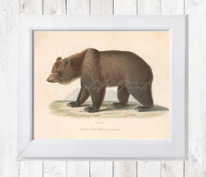 POSTER STAMPA orso marrone Ursus Arctos grande gioco caccia orso parete arte cabina decorazione - Foto 1 di 5