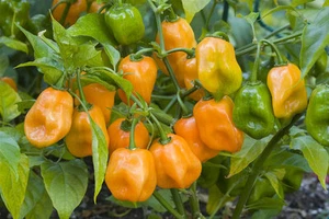 SEMILLAS DE PIMIENTO HABANERO NARANJA * A GRANEL 100 UNIDADES * CALIENTE * 350.000 SCOVILLE* - Imagen 1 de 2