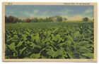 Tobacco Field In Old Kentucky Linen Postcard