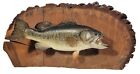 Vintage Largemouth Bass Large Mount Fish 18? Taxidermy On Rustic Wood 29" X 14"