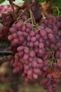 Grape Vine - Crimson Seedless Grapes - Rooted 3 Pieces Grapes Plants - Picture 1 of 7