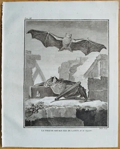 Bat Chauve Souris - Buffon Large Edition Original Engraving - 1780 - Picture 1 of 1