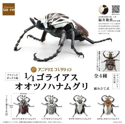1/1 Size Goliath Beetle Animalier Collection Figure Set of 4 Box Toy SO-TA - Image 1 of 4