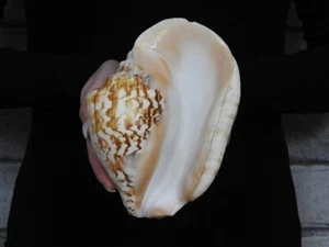 Sea shell Strombus tricornis latissimus 178 mm ID#6908 - Imagen 1 de 5