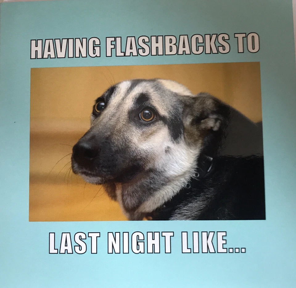 JOB LOT 60x Blank Greeting Card Flashbacks to Last Night Guilty Dog RRP £150 - Image 1 of 1