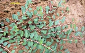 Medina Dried Alysicarpus vaginalis Alyce Clover Whole plant Jamaican Herbal Tea - Imagen 1 de 3