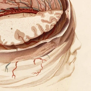 SCARCE 1822 LIZARS ANATOMY incisione folio colorata a mano PL IV, IL CERVELLO UMANO - Foto 1 di 6