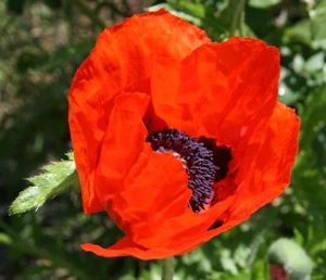 Orientalischer Mohn 'Beauty of Livermere' Papaver Staude im 1-Liter Topf - Bild 1 von 6