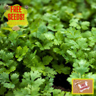 Fresh Coriander/Cilantro Seeds | Leisure | Heirloom Non-GMO | Herb Seeds