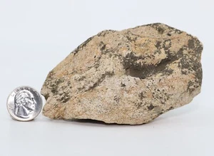 Triceratops large Frill Edge Fossil 120mm Hell Creek Fm South Dakota SD COA 6824 - Bild 1 von 12