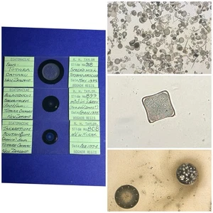 Vintage Set Of 3 Diatom Microscope Slides. Species From Oamaru NZ . By Taylor. - Picture 1 of 2